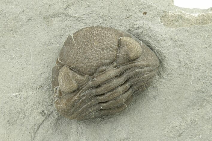 Wide, Enrolled Eldredgeops Trilobite - Ohio #270287